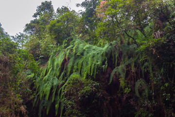 Obraz na płótnie Canvas various abundant jungle vegetation