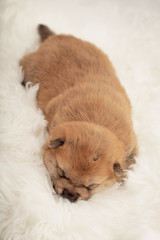 Fototapeta na wymiar Shiba Inu Puppy #24