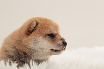 Obraz premium Shiba Inu Puppy #17