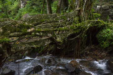 ancient overgrown with vines and roots bridge in the jungle, travel with insurance