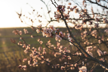 Apricot blossom in sunlight. Blooming apricot tree. Close-up of apricot blossoms. White flowering fruit tree in Austria