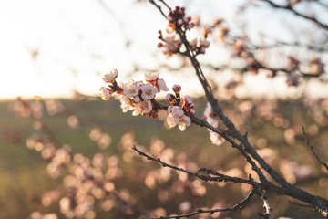 Apricot blossom in sunlight. Blooming apricot tree. Close-up of apricot blossoms. White flowering fruit tree in Austria