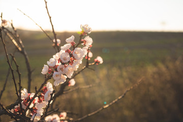 Apricot blossom in sunlight. Blooming apricot tree. Close-up of apricot blossoms. White flowering fruit tree in Austria