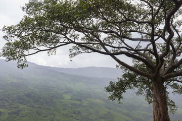 huge old tree on the cliff