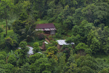 Fototapeta na wymiar little house in the jungle