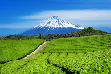 Photo sur Plexiglas Mont Fuji Fuji mountains and green tea plantation in Shizuoka, Japan.