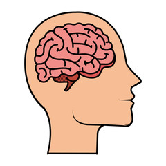 profile with brain human organ