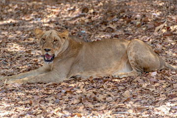 Lion female lying down - wild nature Africa