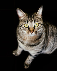 Domestic cat with yellow eyes.