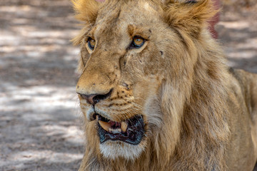 Closeup photograph of a young male lion snarling and looking intimidating.