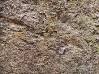 Background of stones, earth and moss, Kerala, Cochin