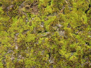 Background of green moss and stones Kerala, Kochi