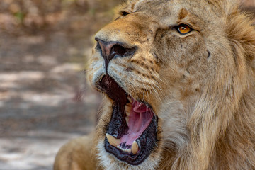 Closeup photograph of a young male lion snarling and looking intimidating.