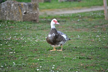 Canard de barbarie