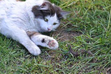 cat playing with lizard
