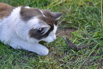 cat playing with lizard