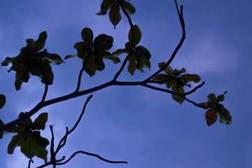 leaves and blue sky