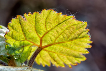 Weinberg im Frühjahr an der Mosel