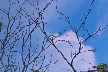 branches of a tree against blue sky