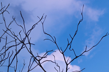 Fototapeta na wymiar birds on tree