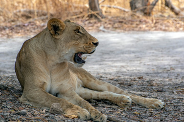 Obraz na płótnie Canvas Lion female lying down - wild nature Africa