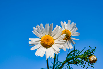 Flower white Daisy against the blue sky, spring, summer landscape, close-up, copy space