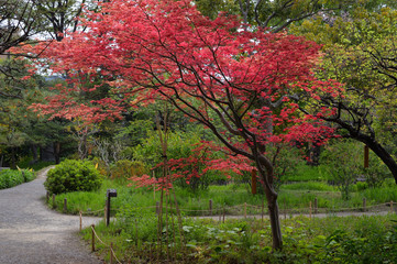 Fototapeta premium 向島百花園
