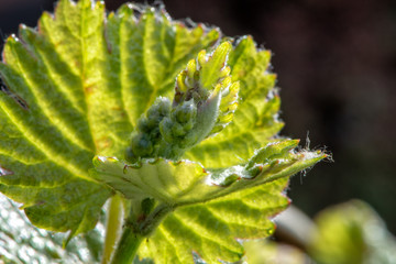 Weinberg im Frühjahr an der Mosel