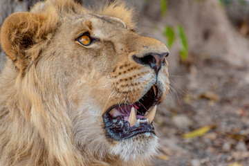 Closeup photograph of a young male lion snarling and looking intimidating.