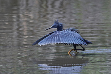 Black heron (Egretta ardesiaca)