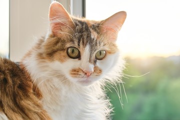 Domestic tricolor cat sitting near the window in the room, looking surprised