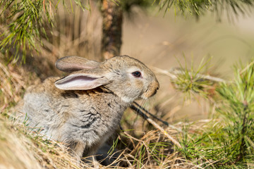 rabbit hare while  on grass background