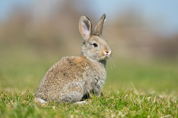 Naklejka na ściany i meble rabbit hare while on grass background