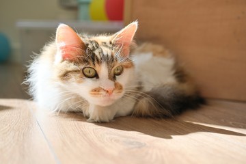 Domestic tricolor cat lying on the floor in the room, basking in the sun, looking surprised