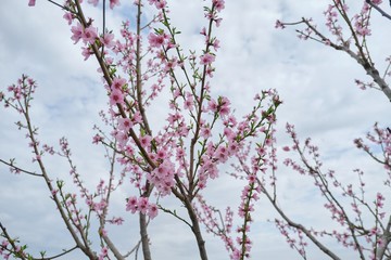Hello spring, tree, branch of pink peach blossoms, blue sky background.