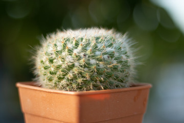 cactus in pot