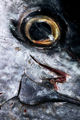 Red Tuna close-up