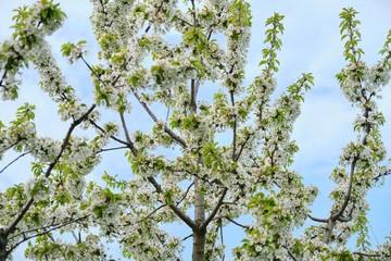 Hello spring, tree, branch of white cherry blossoms, blue sky background.