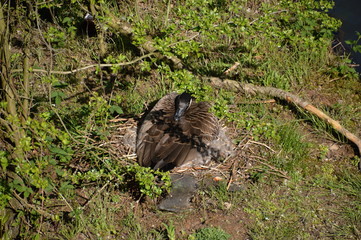 Alte Leine, Niedersachsen