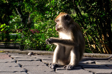 Monkey at Penang Botanic Gardens
