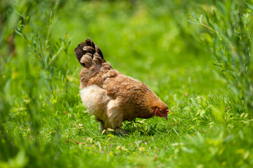 Cock close up on the farm, green grass background