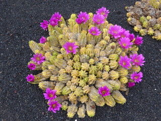 cactus de Lanzarote, Canaries