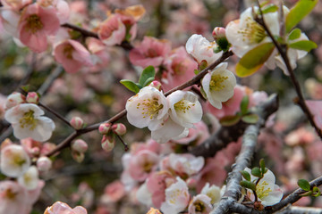 cherry blossom