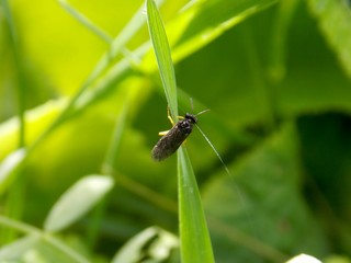 one bug on the grass