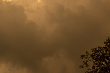 sunset in the forest