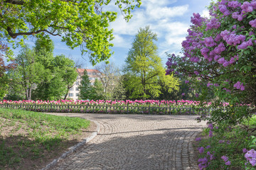 City Prague, Czech Republic. Prague center, flowering park. 2019. 26. April. Travel photo.