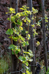 Weinberg im Frühjahr an der Mosel