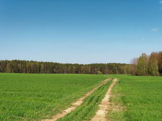 Fototapeta na wymiar spring fresh young greens in the field and forest