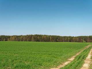 spring fresh young greens in the field and forest