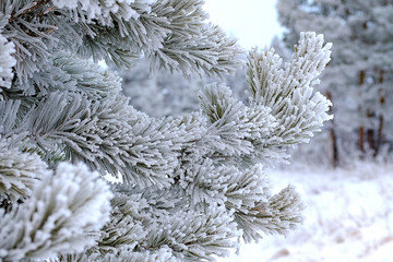 close-up of pine branches all needles in frost after severe frost